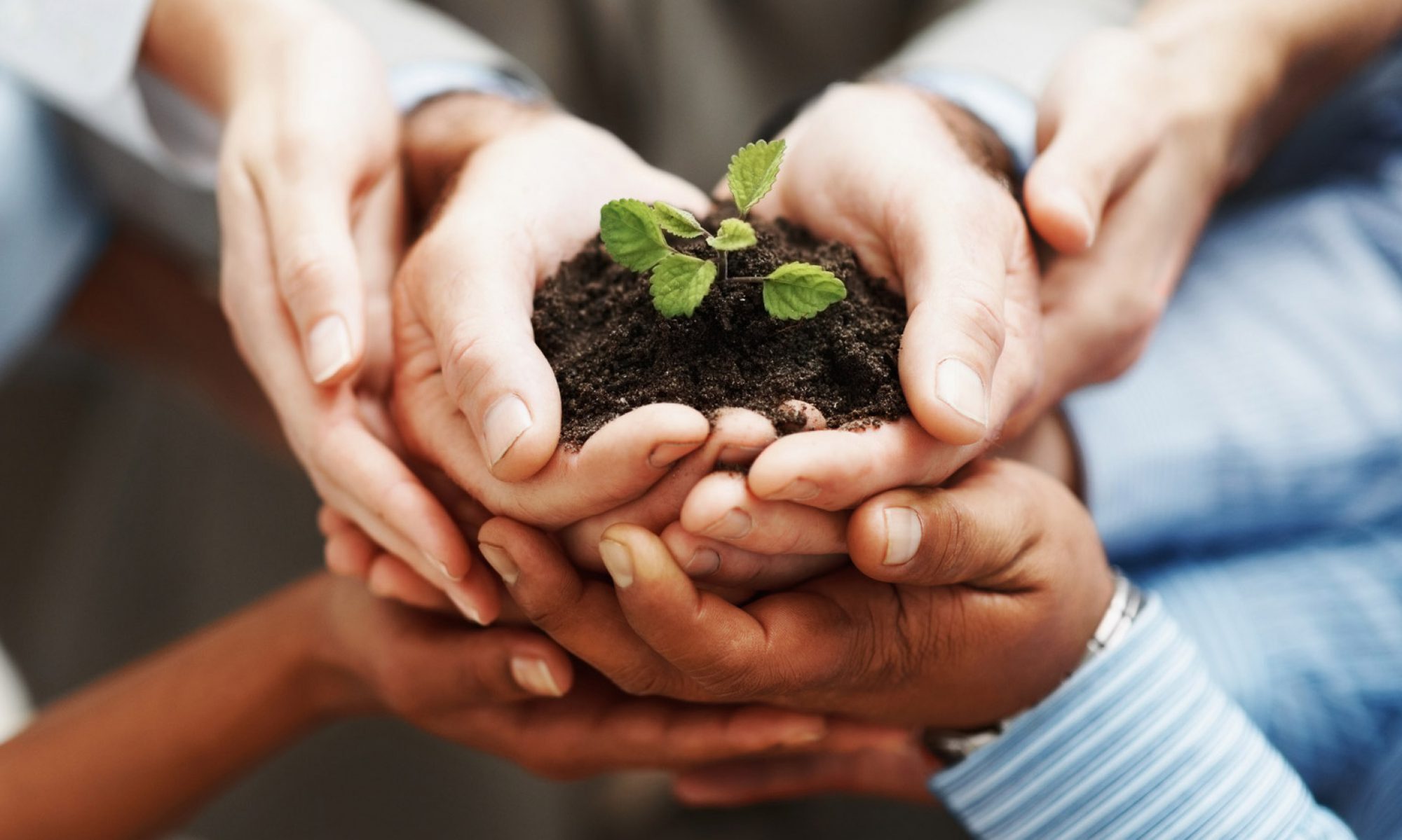 Hands and Seedling